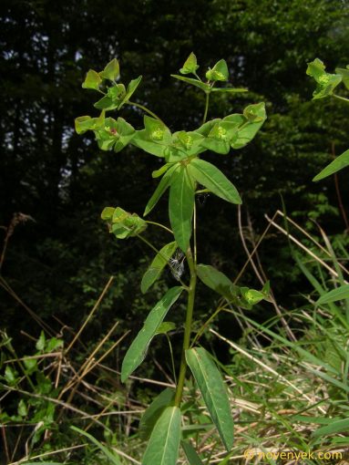 Image of plant Euphorbia angulata
