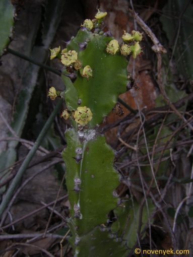 Image of plant Euphorbia antiquorum