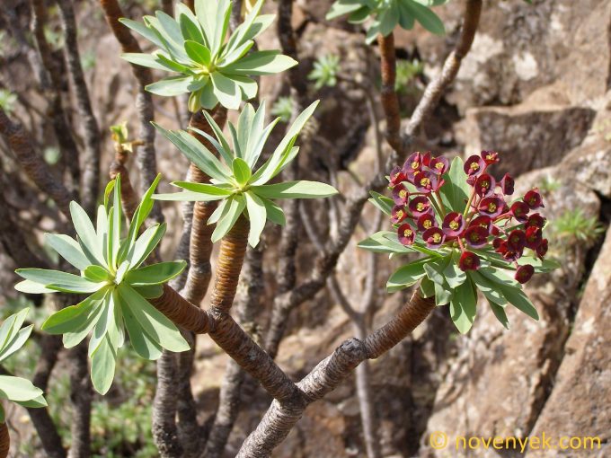 Image of plant Euphorbia atropurpurea