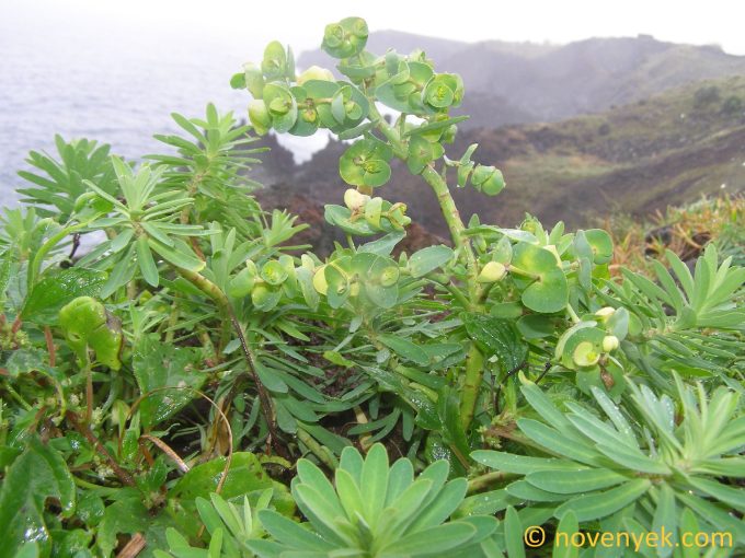 Image of plant Euphorbia azorica
