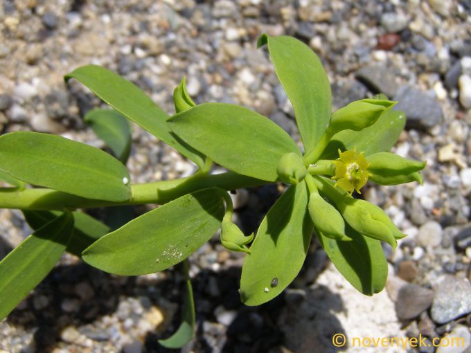 Image of plant Euphorbia baetica