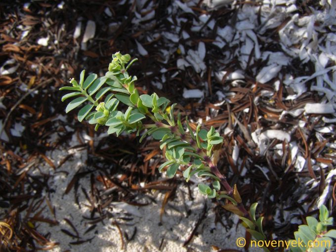 Image of plant Euphorbia bifida