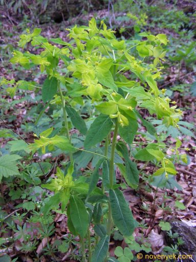 Image of plant Euphorbia carniolica