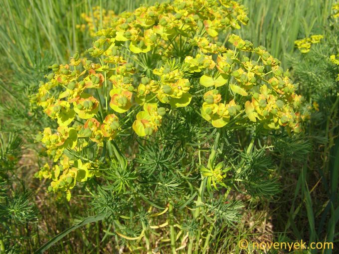 Image of plant Euphorbia cyparissias