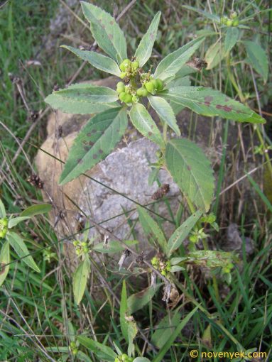 Image of plant Euphorbia davidii