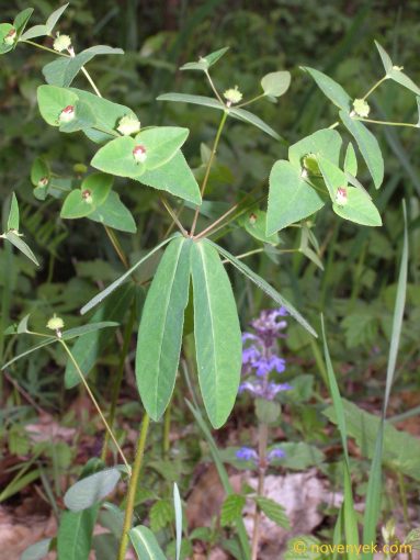 Image of plant Euphorbia dulcis