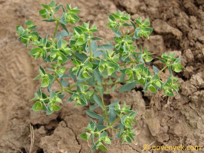 Image of plant Euphorbia falcata