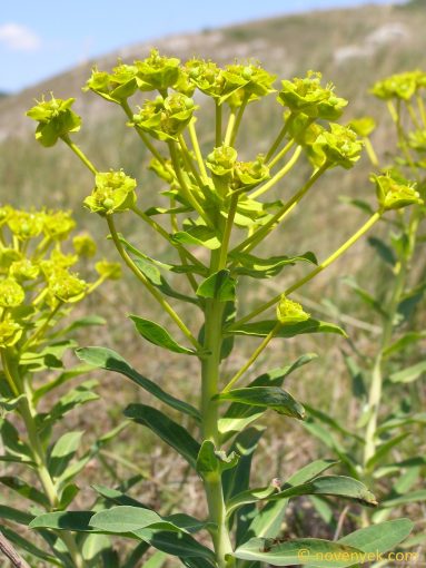 Image of plant Euphorbia glareosa