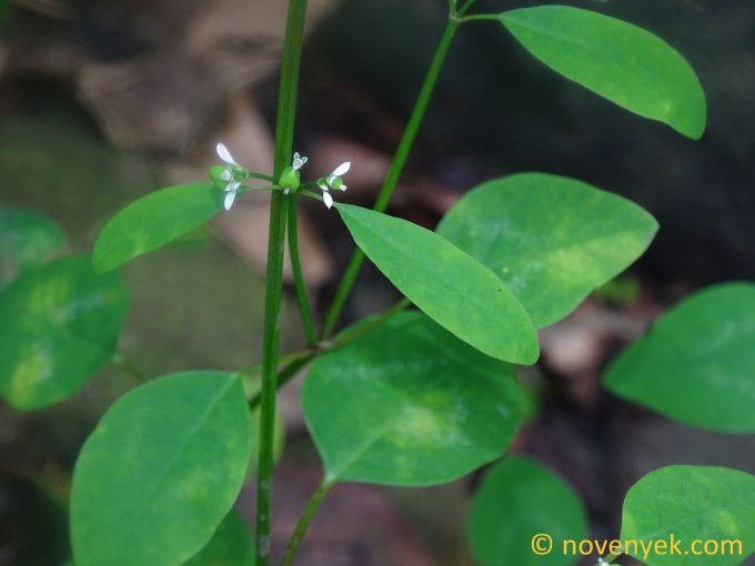 Image of plant Euphorbia graminea