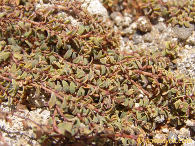 Image of plant Euphorbia granulata