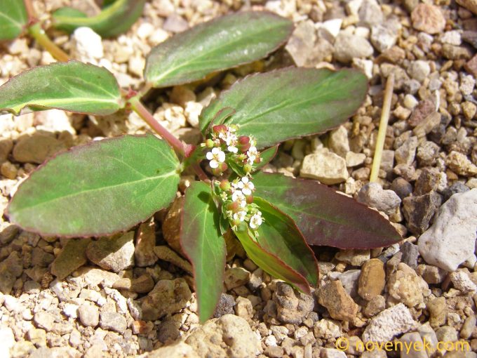 Image of plant Euphorbia hypericifolia
