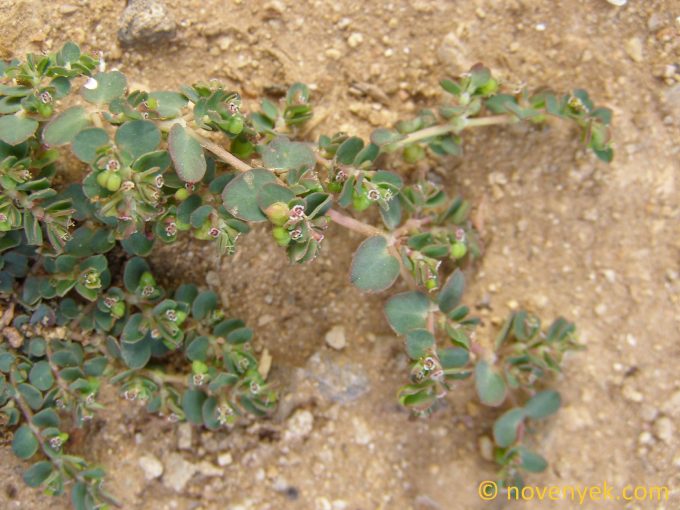 Image of plant Euphorbia inaequilatera