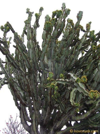 Image of plant Euphorbia ingens