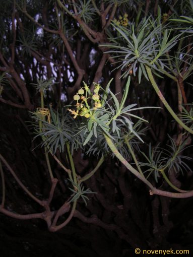Image of plant Euphorbia lamarckii