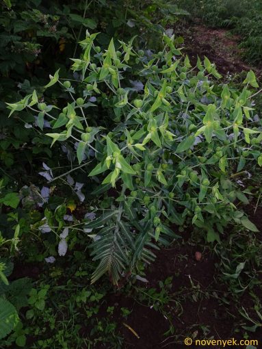 Image of plant Euphorbia lathyris