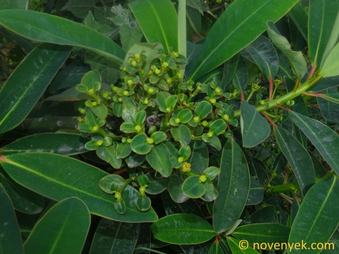 Image of plant Euphorbia laurifolia