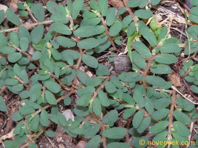 Image of plant Euphorbia maculata