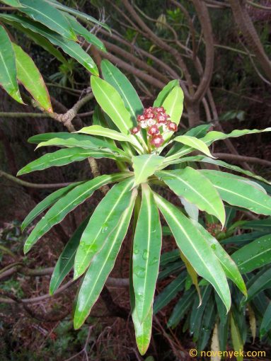 Image of plant Euphorbia mellifera