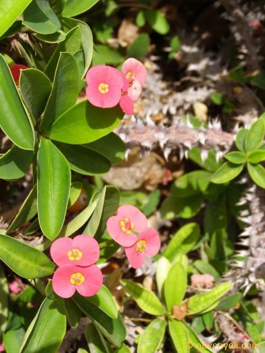Image of plant Euphorbia milii