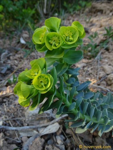 Image of plant Euphorbia myrsinites