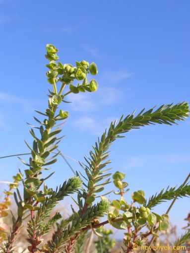 Image of plant Euphorbia paralias
