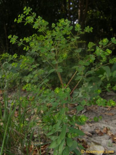 Image of plant Euphorbia platyphyllos