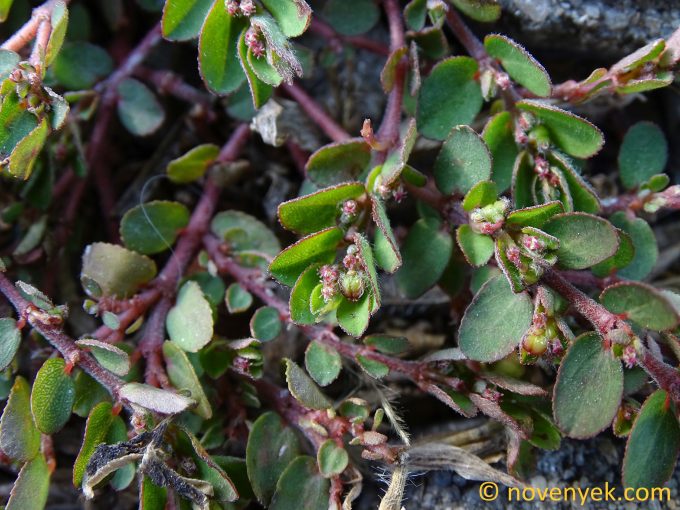 Image of plant Euphorbia prostrata