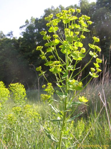 Image of plant Euphorbia salicifolia