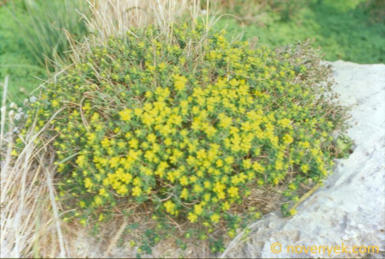 Image of plant Euphorbia spinosa