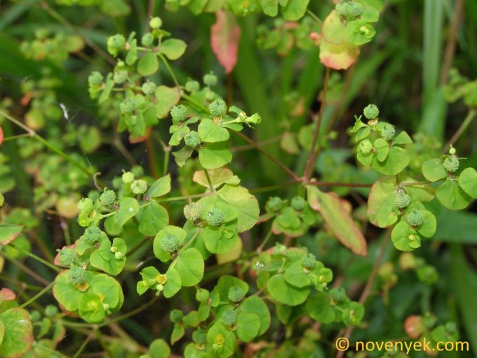 Image of plant Euphorbia stricta