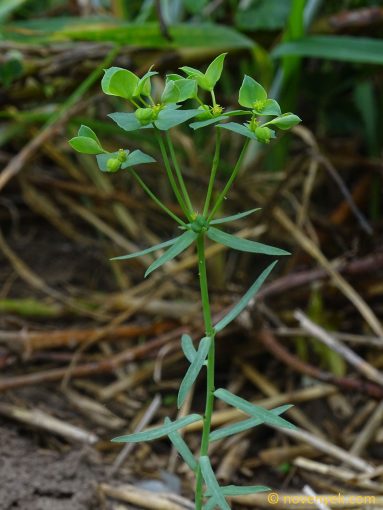 Image of plant Euphorbia taurinensis