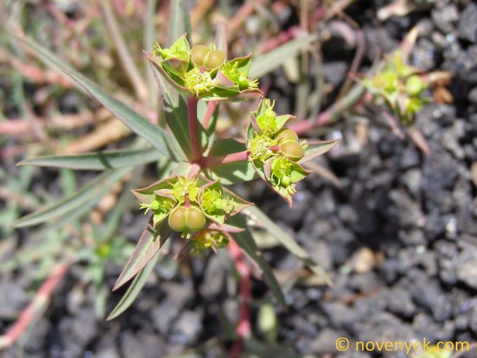 Image of plant Euphorbia terracina