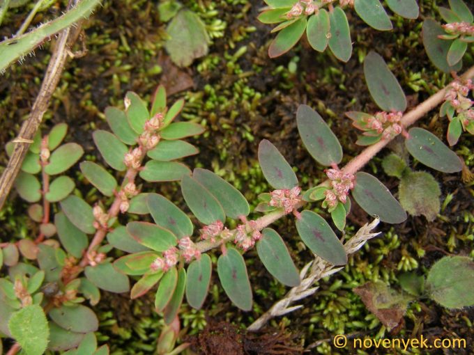 Image of plant Euphorbia thymifolia