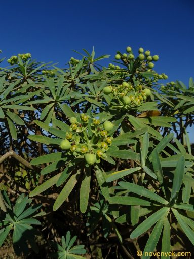 Image of plant Euphorbia tuckeyana