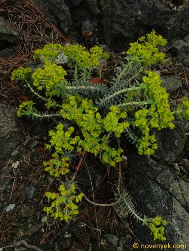 Image of plant Euphorbia veneris
