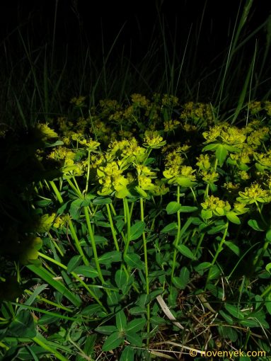Image of plant Euphorbia verrucosa