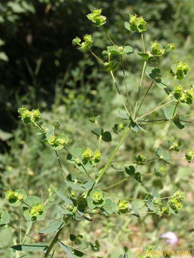 Image of plant Euphorbia virgata