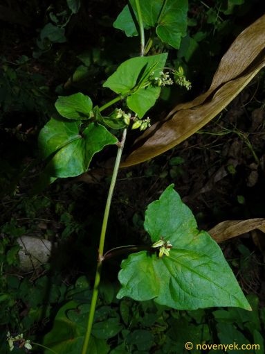 Image of plant Fagopyrum tataricum