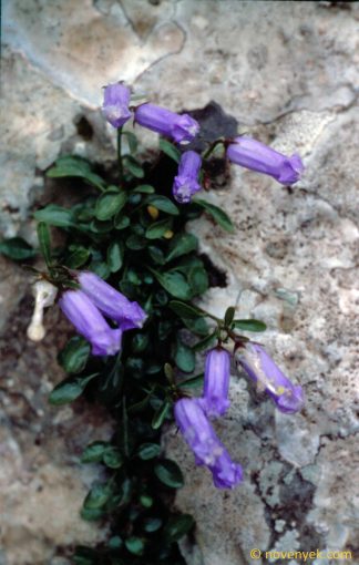 Image of plant Favratia zoysii