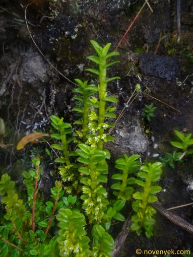 Image of plant Fernandezia crystallina