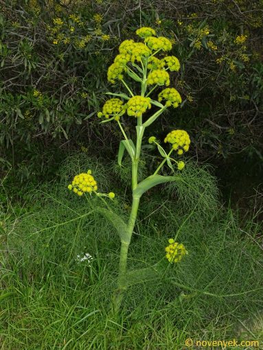 Image of plant Ferula communis