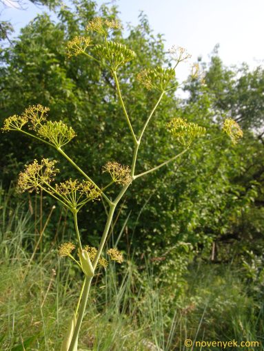 Image of plant Ferula sadleriana