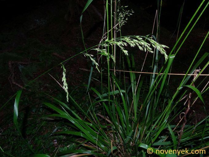 Image of plant Festuca altissima