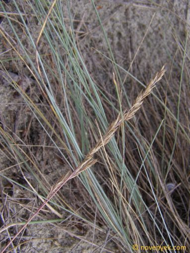 Image of plant Festuca arenicola