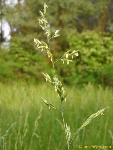 Image of plant Festuca arundinacea