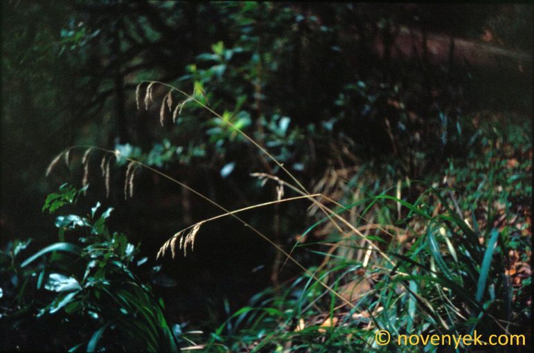 Image of plant Festuca donax