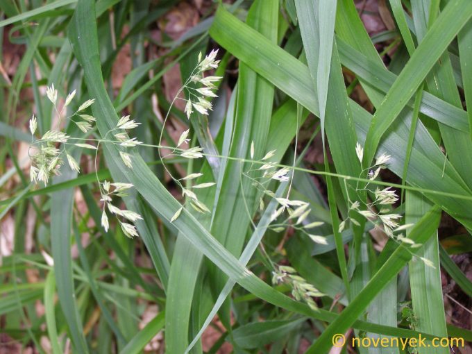 Image of plant Festuca drymeja