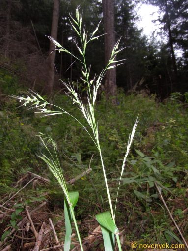 Image of plant Festuca gigantea