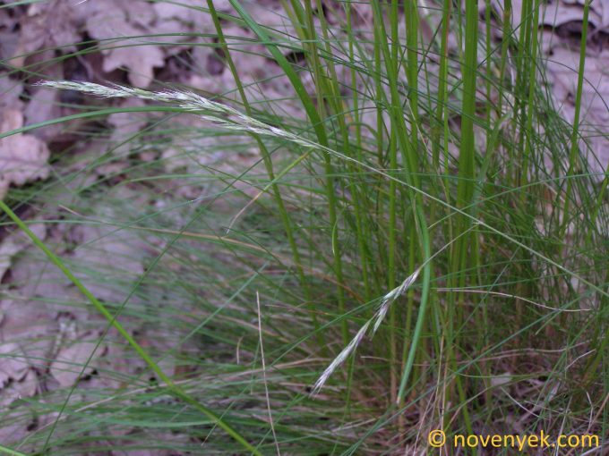 Image of plant Festuca heterophylla