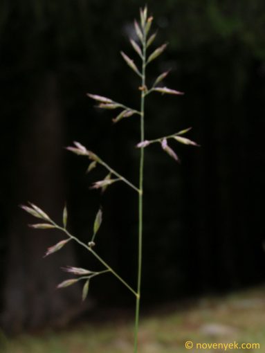 Image of plant Festuca norica